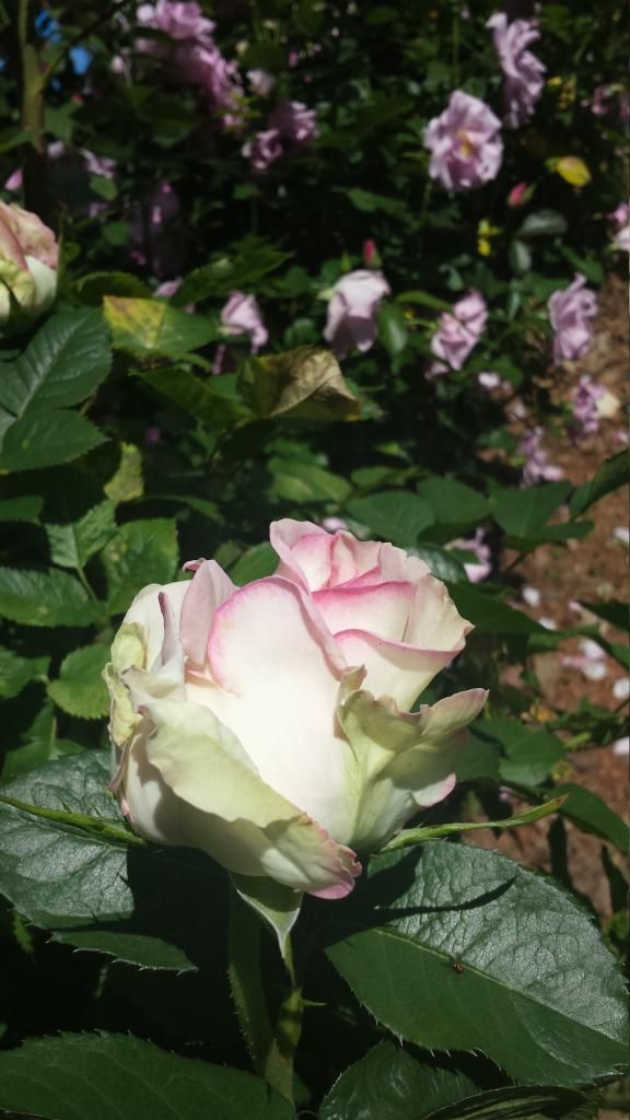  photo 20140517_141450_zpsw8cvyljr.jpg